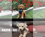 Small Photo #4 Poodle (Toy) Puppy For Sale in MERCED, CA, USA