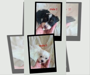 Mal-Shi Puppy for sale in WOBURN, MA, USA