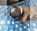 Small Photo #291 Belgian Malinois Puppy For Sale in REESEVILLE, WI, USA
