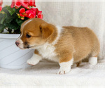 Small #10 Pembroke Welsh Corgi
