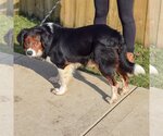 Small Photo #3 Australian Shepherd-Collie Mix Puppy For Sale in Huntley, IL, USA