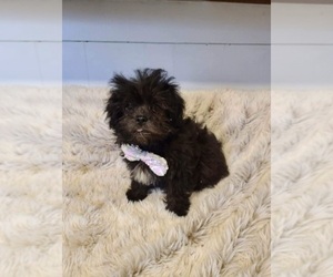 Shih Tzu Puppy for sale in INDIANAPOLIS, IN, USA