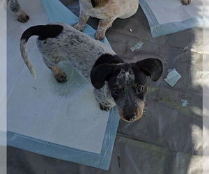 Mutt Dogs for adoption in Santa Rosa, CA, USA