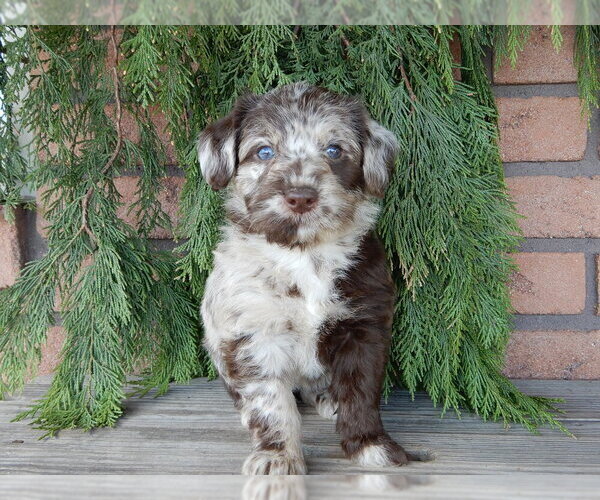 Medium Photo #7 Labradoodle Puppy For Sale in MILLERSBURG, OH, USA