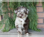 Small #6 Labradoodle