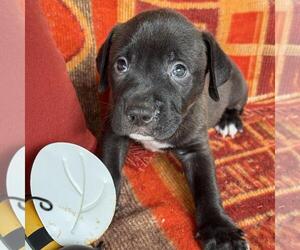Justice Pup - Jury - Female Labrador Retriever-Unknown Mix Dog for Adoption - Photo #2