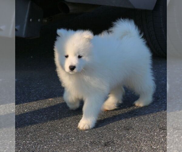 Medium Photo #2 Samoyed Puppy For Sale in GORDONVILLE, PA, USA