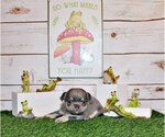 Small Photo #29 Chihuahua Puppy For Sale in CHARLESTON, AR, USA