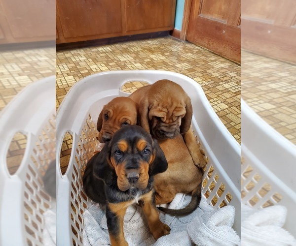 Medium Photo #5 Bloodhound Puppy For Sale in CROSSVILLE, AL, USA