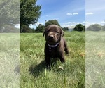 Small #4 Labrador Retriever