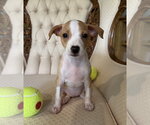 Small Chihuahua Mix