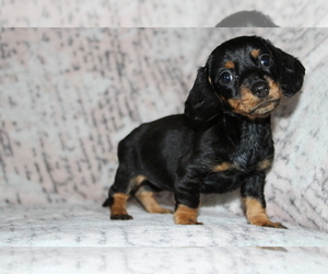 Dachshund Puppy for Sale in CHULA VISTA, California USA