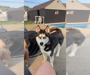 Siberian Husky Dogs for adoption in Cumming, GA, USA
