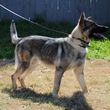 Medium Photo #1 German Shepherd Dog Puppy For Sale in SIMPSONVILLE, SC, USA