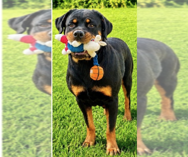 Medium Photo #1 Rottweiler Puppy For Sale in Hillsboro, NH, USA