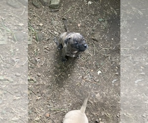 Bullypit Puppy for sale in MARBLE FALLS, AR, USA