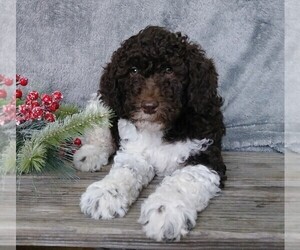 Labradoodle-Poodle (Miniature) Mix Puppy for sale in FREDERICKSBG, OH, USA