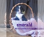 Image preview for Ad Listing. Nickname: Emerald