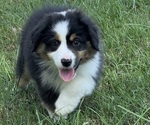 Small #13 Miniature American Shepherd
