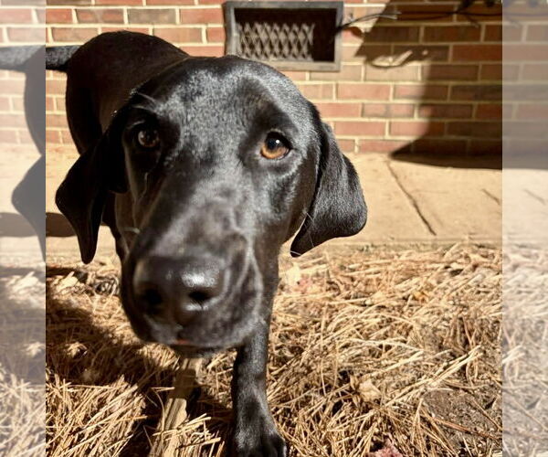 Medium Photo #2 Labrador Retriever-Unknown Mix Puppy For Sale in Spring Lake, NC, USA