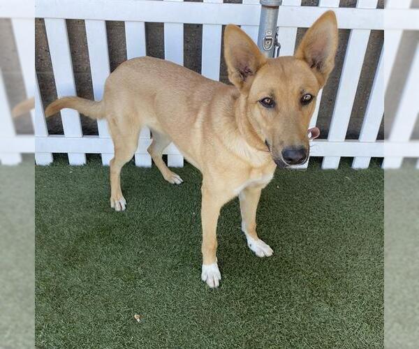 Medium Photo #1 German Shepherd Dog Puppy For Sale in Modesto, CA, USA
