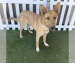 Small German Shepherd Dog