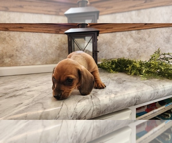 Medium Photo #9 Dachshund Puppy For Sale in GREENWOOD, WI, USA