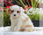 Small #2 Cavapoo (Miniature)