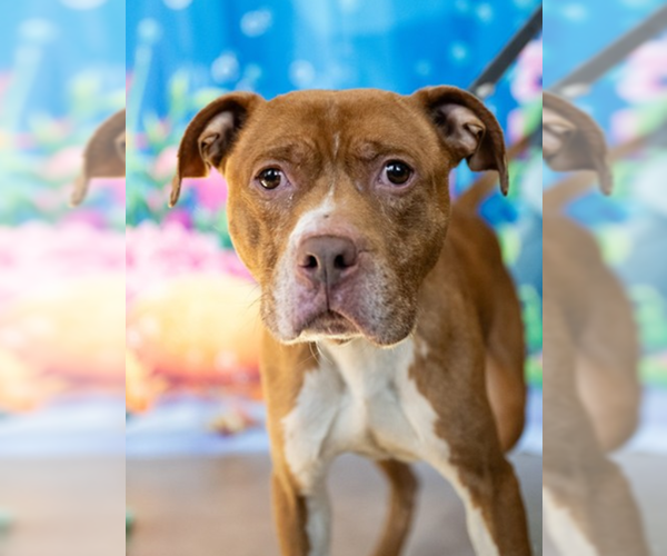 Medium Photo #18 Staffordshire Bull Terrier-Unknown Mix Puppy For Sale in Princeton, MN, USA