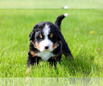 Small Bernese Mountain Dog