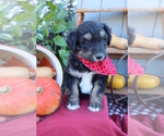 Small Photo #2 Golden Retriever Puppy For Sale in ROCKY MOUNT, VA, USA