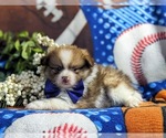 Small Photo #5 Pomeranian Puppy For Sale in KIRKWOOD, PA, USA