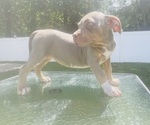 Small #4 American Bully