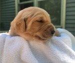 Small #11 Golden Retriever