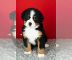 Puppy Monte Bernese Mountain Dog