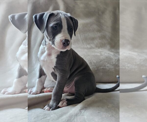 Medium Photo #1 American Staffordshire Terrier-Unknown Mix Puppy For Sale in Holly Springs, NC, USA