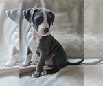 Small American Staffordshire Terrier Mix
