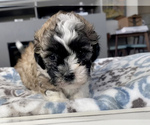 Small Photo #7 Shih-Poo-Zuchon Mix Puppy For Sale in GALENA, NV, USA