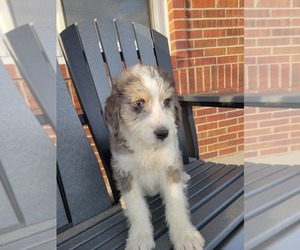 Bordoodle Puppy for sale in NEW HAVEN, IN, USA