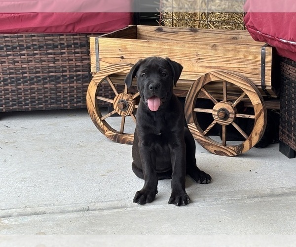 Medium Photo #1 Rotticorso Puppy For Sale in REEVESVILLE, SC, USA