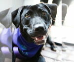 Small #1 Labrador Retriever Mix