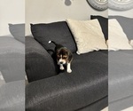 Small Photo #4 Beagle Puppy For Sale in VANCOUVER, WA, USA