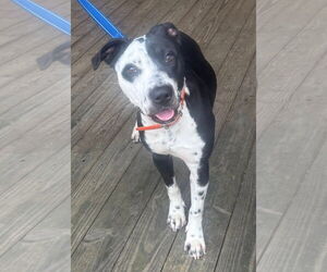 Mutt Dogs for adoption in Minneapolis, MN, USA