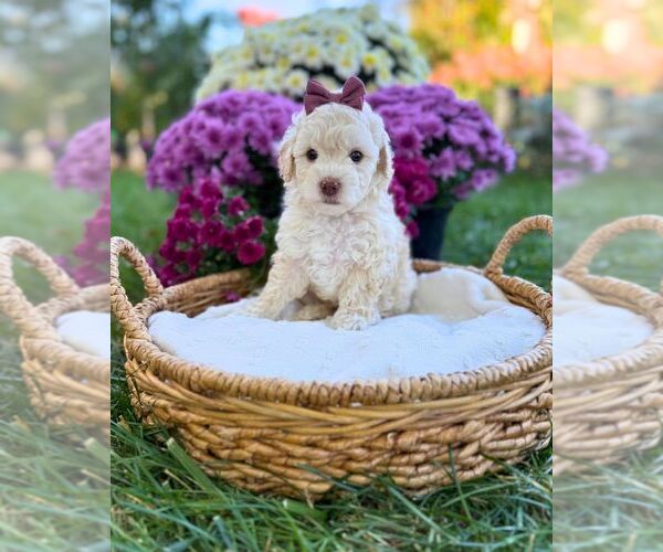 Medium Photo #4 Havanese-Maltipoo (Miniature) Mix Puppy For Sale in BYRON CENTER, MI, USA
