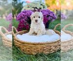 Litter of 3 - Female Havanese-Maltipoo (Miniature) MixLitter of Puppies for Sale - Photo #4