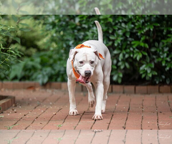 Medium Photo #13 American Staffordshire Terrier-Unknown Mix Puppy For Sale in Holly Springs, NC, USA