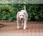 Small #12 American Staffordshire Terrier Mix
