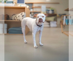 Boxer-Unknown Mix Dogs for adoption in Marina Del Rey, CA, USA