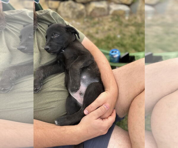 Medium Photo #4 Labrador Retriever-Unknown Mix Puppy For Sale in Sandy, UT, USA