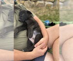 Small #3 Labrador Retriever Mix